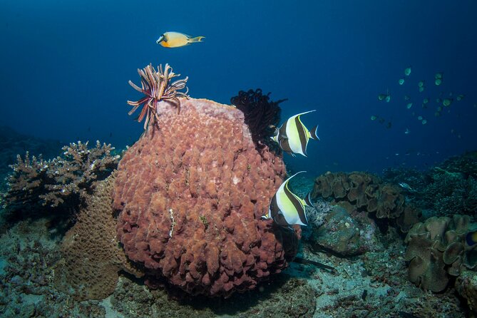 Full-Day Discover Scuba Diving Tour for Beginners in Tulamben - The Midday Break at the Scuba Facility
