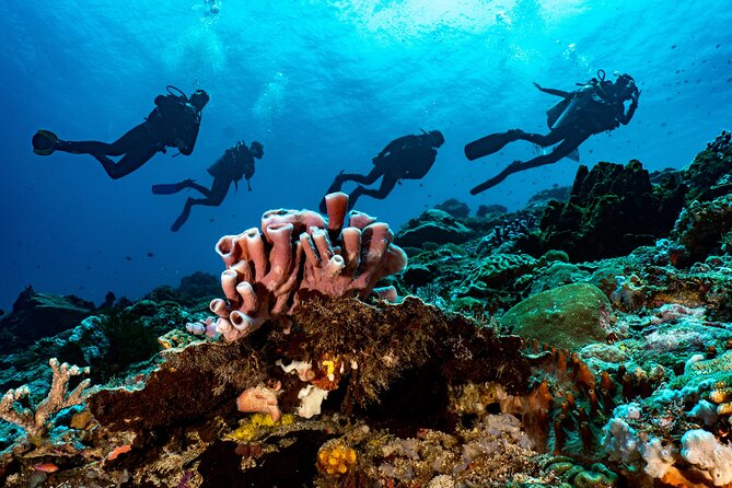 Full-Day Discover Scuba Diving Tour for Beginners in Tulamben - What the $154.95 Price Covers