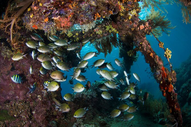 Full-Day Discover Scuba Diving Tour for Beginners in Tulamben - Comfort, Fitness, and Who Should Book