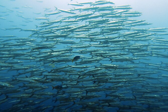 Full Day Diving Activity in Thailand with Lunch - The early pickup from Koh Samui