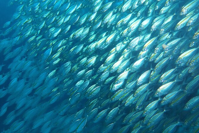 Full Day Diving Activity in Thailand with Lunch - Your first underwater session at Sail Rock