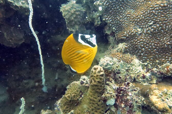Full Day Diving Activity in Thailand with Lunch - What is included for $212.93