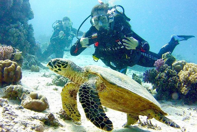 Full Day Diving for Beginners with Lunch in Hurghada - What makes this Hurghada scuba trip worth considering