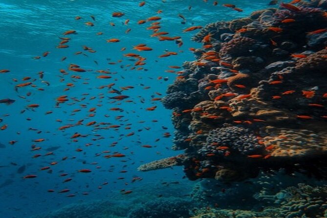 Full Day Diving for Beginners with Lunch in Hurghada - A second underwater session can make a big difference