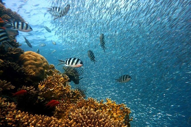 Full Day Diving for Beginners with Lunch in Hurghada - How the $18 price really works