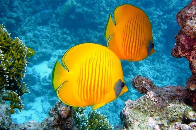 Full Day Diving for Beginners with Lunch in Hurghada - Hotel transfers are useful, but timing needs patience