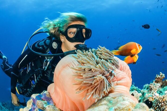 Full Day Diving for Beginners with Lunch in Hurghada - Who will enjoy this experience most