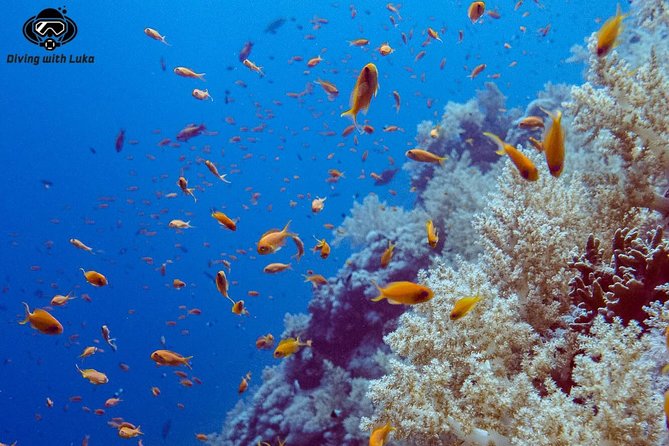 Full day diving with private guide, lunch drinks transportation - Why a private day makes sense in Hurghada