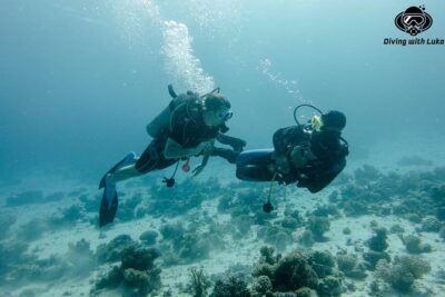 Full day diving with private guide, lunch drinks transportation
