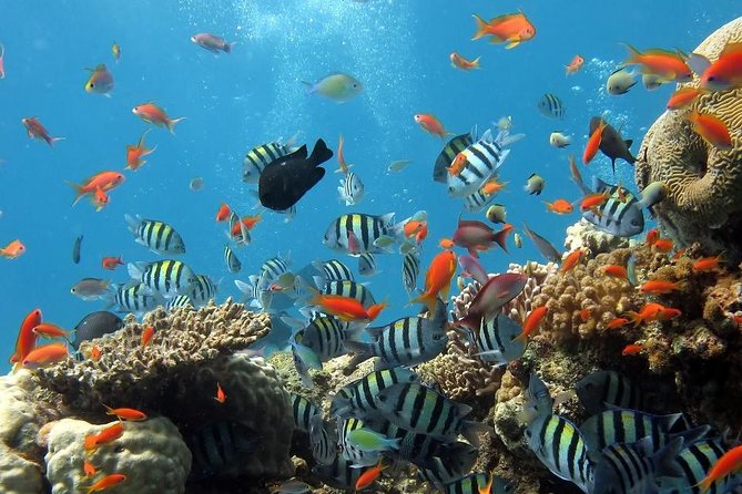 Full-Day Koh Phi Phi Scuba Diving Course from Phuket - Key Points Before You Book