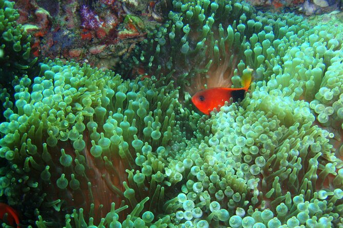 Full-Day Koh Phi Phi Scuba Diving Course from Phuket - Starting at Chalong Pier at 7:30 a.m.