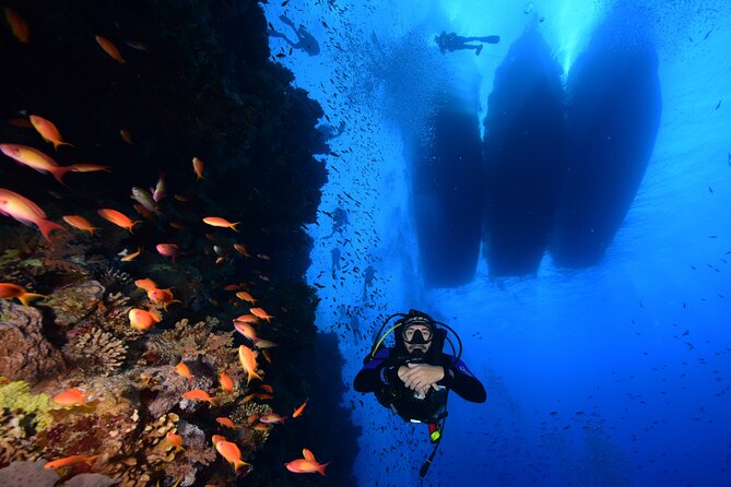 Full Day on Boat with 2 Dives in the Marine Parks of Sharm - Key points to know before booking