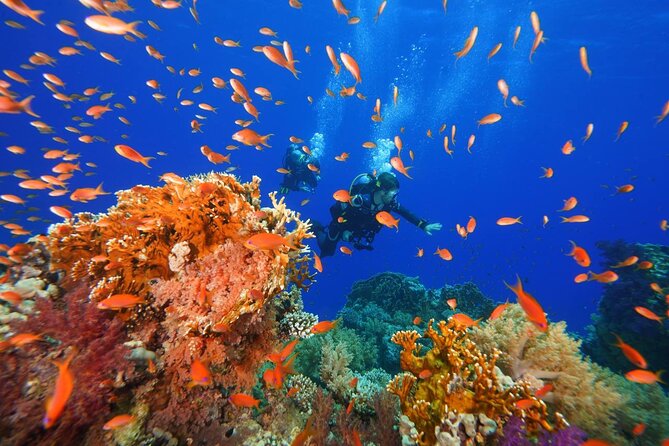 Full Day on Boat with 2 Dives in the Marine Parks of Sharm - Staff, organization, and the feel of the center