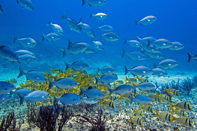 Full-Day Playa del Carmen Reef Diving Activity - Why this Playa del Carmen experience suits beginners
