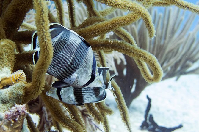 Full-Day Playa del Carmen Reef Diving Activity - The 10-minute boat ride to the reef