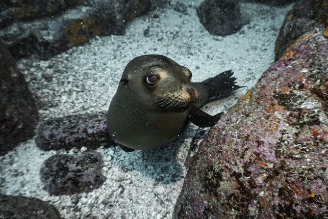 Full Day Private Scuba Diving in Espiritu Santo Island - Choosing between seven Espiritu Santo sites
