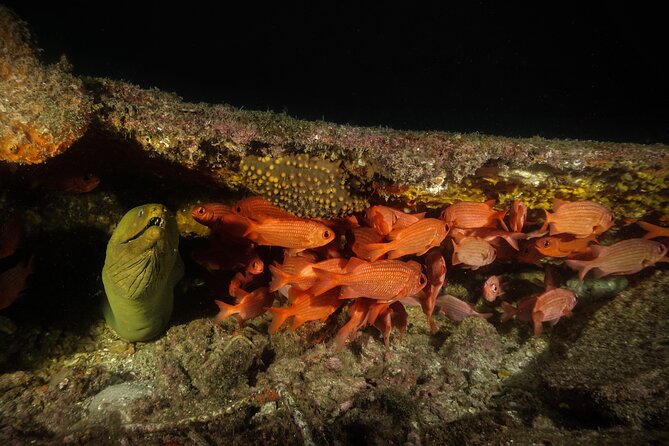 Full Day Private Scuba Diving in Espiritu Santo Island - La Mamba, the crew, and safety