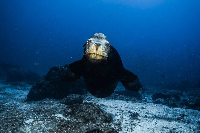 Full Day Private Scuba Diving in Espiritu Santo Island - La Lobera and the sea lion question