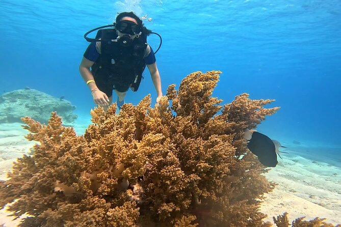 Full Day Scuba Diving Boat Trip for Professional Divers_Hurghada - Who should book this Red Sea excursion