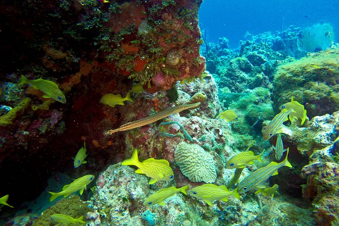 Full-Day Scuba Diving Catalina Island Tour from Bavaro - Safety, certification, and physical demands