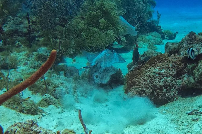 Full-Day Scuba Diving Catalina Island Tour from Bavaro - Is $130.50 a fair price?