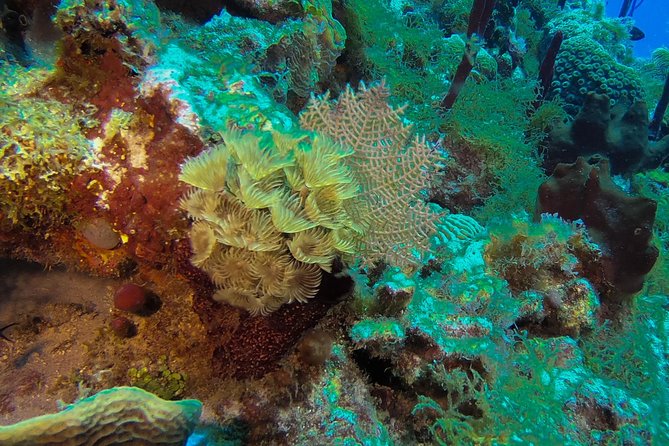 Full-Day Scuba Diving Catalina Island Tour from Bavaro - What the mixed quality tells you