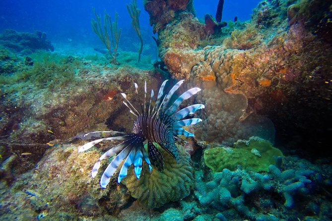 Full-Day Scuba Diving Catalina Island Tour from Bavaro - What the marina departure is really like