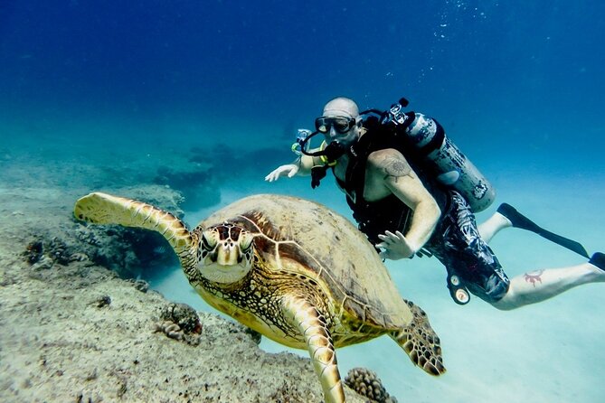 Full-day Scuba Diving Experience for Beginners & Lunch - Sharm El Sheikh - Getting ready for your first underwater session