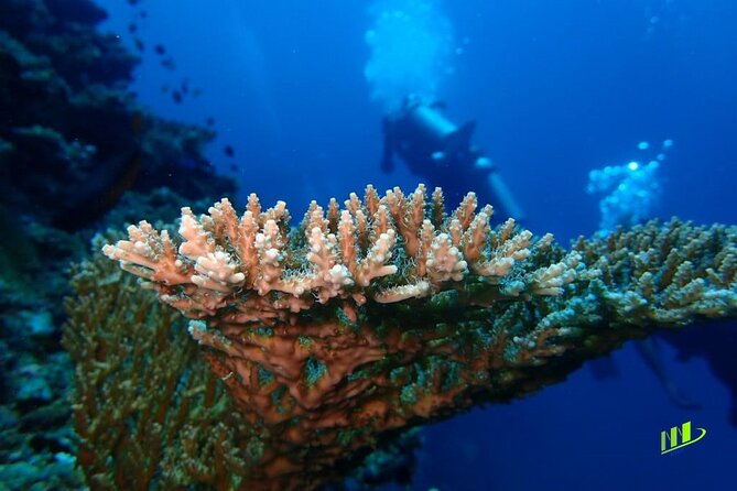 Full-Day Scuba Diving Experience of USAT Liberty in Tulamben - Coral Garden After The Wreck