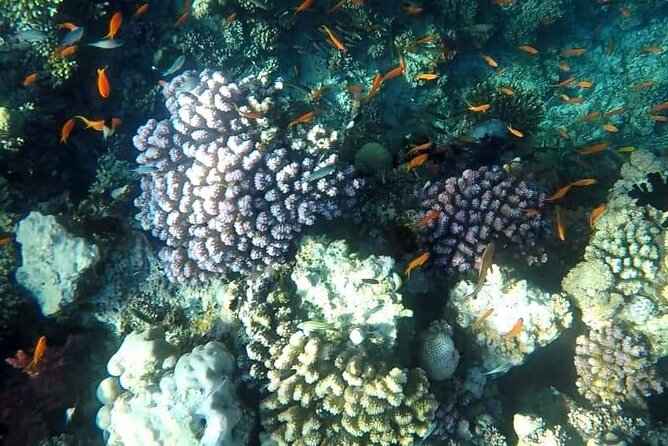 Full-Day Scuba Diving Tour in Hurghada with Lunch & Pick-Up - What the Hurghada day actually includes