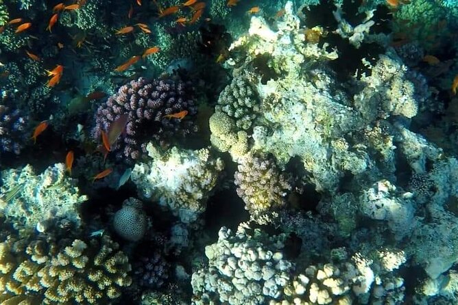 Full-Day Scuba Diving Tour in Hurghada with Lunch & Pick-Up - The group size, pace, and comfort level