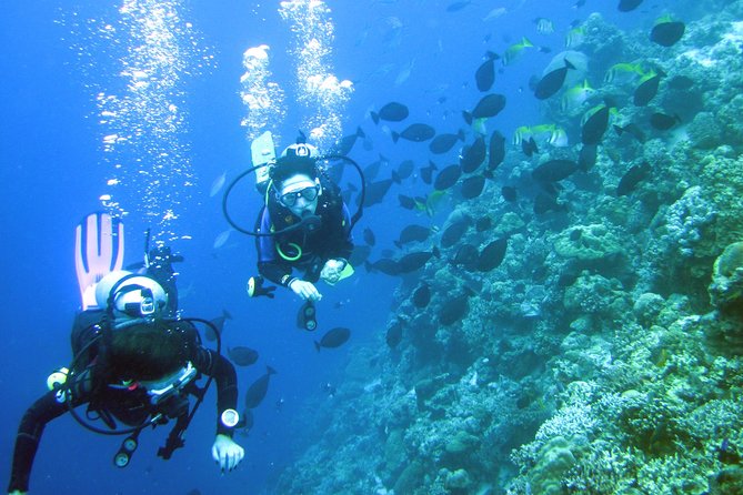Fun Boat Dive for certified diver - Key points to know before booking