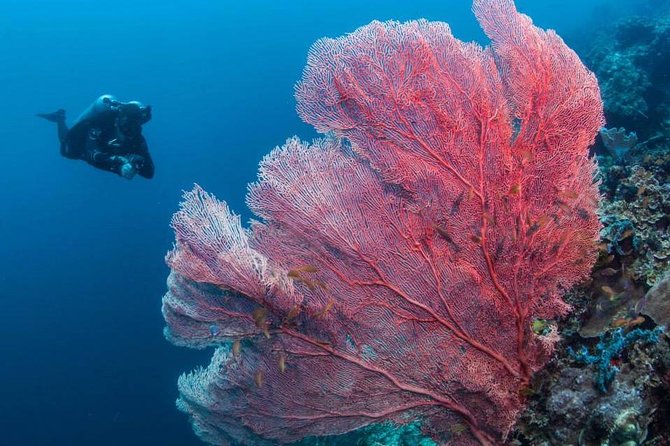 Fun Boat Dive for certified diver - Nearby sites and the house reef sanctuary