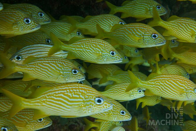Fun Dive Machine in Playa del Carmen or Cozumel-For Certificates - Cozumel brings walls and clearer water