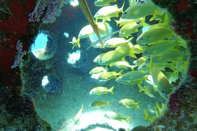 Fun Dive Machine in Playa del Carmen or Cozumel-For Certificates - Small groups make a real difference