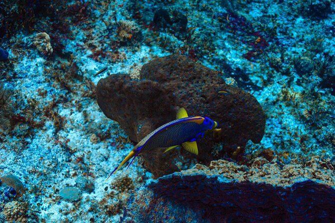 Fun Dive Machine in Playa del Carmen or Cozumel-For Certificates - What the equipment and two tanks mean for you