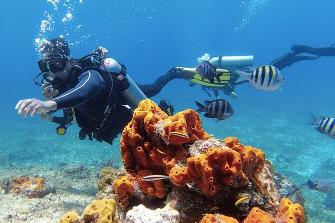 Fun Dive Machine in Playa del Carmen or Cozumel-For Certificates - Playa del Carmen offers a simple two-reef outing