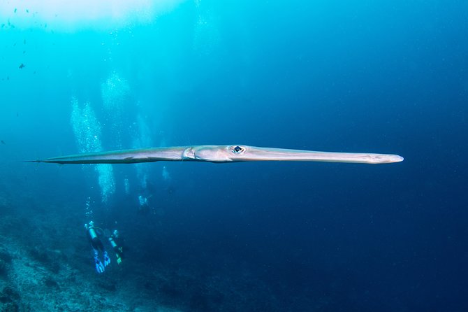 Fun Dive Nusa Penida Bali - For Certified Divers - The boat ride and the rhythm of the day