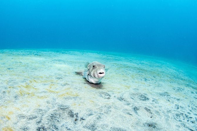 Fun Dive Nusa Penida Bali - For Certified Divers - What the service is like