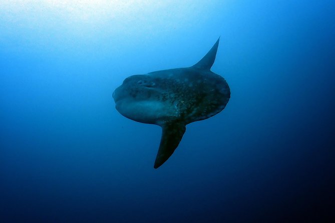 Fun Dive Nusa Penida Bali - For Certified Divers - Is the $278.28 price good value?