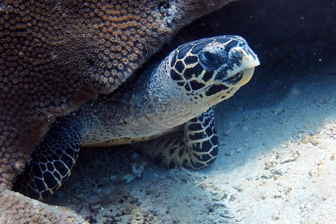 Fun Dive Nusa Penida Bali - For Certified Divers - Who should book this experience?