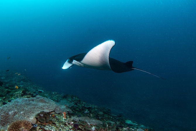 Fun Dive Nusa Penida Bali - For Certified Divers - Why the safety rules are important