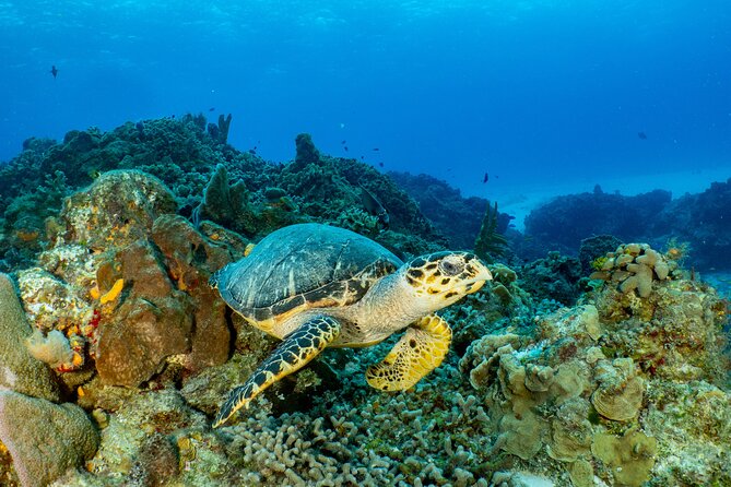 Fun dives Cozumel south marine park - The first underwater session: drifting along the reef