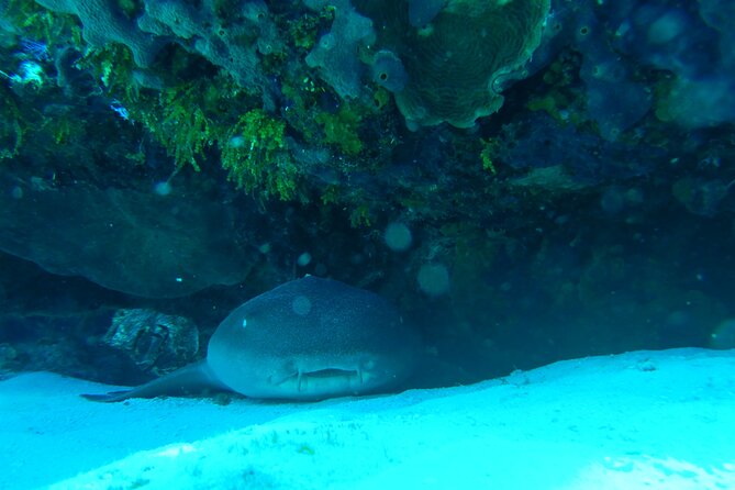 Fun dives Cozumel south marine park - Lunch, water, and the break between sessions