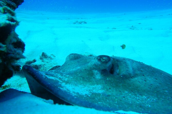 Fun dives Cozumel south marine park - The second session and the return around 3 PM