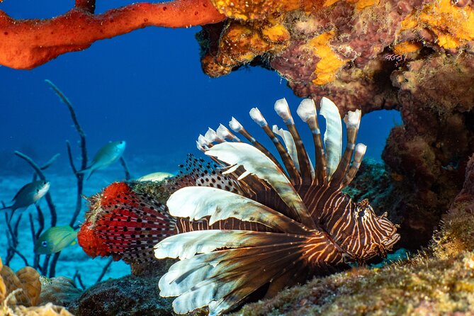 Fun dives Cozumel south marine park - What the $105 price really covers
