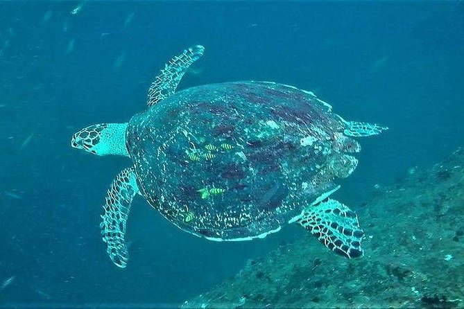 Fun Dives For Certified Divers - Key points to know before booking