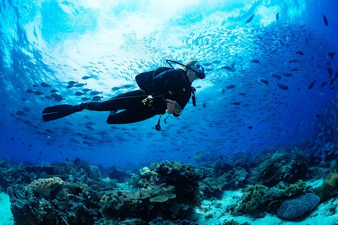 Fun Dives For Certified Divers - One boat trip or two underwater sessions