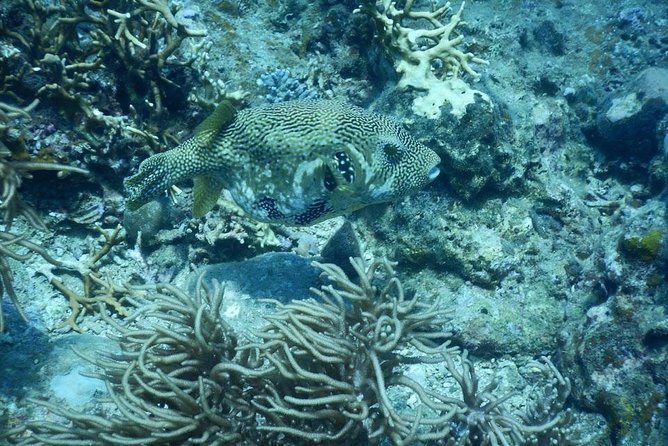 Fun Dives - Guided Dives for Certified Divers - A 7:00 a.m. Start in Nha Trang