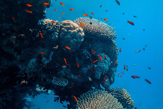 Fun Diving for Certified Divers at Phu Quoc Islands - What this Phu Quoc scuba trip is really like